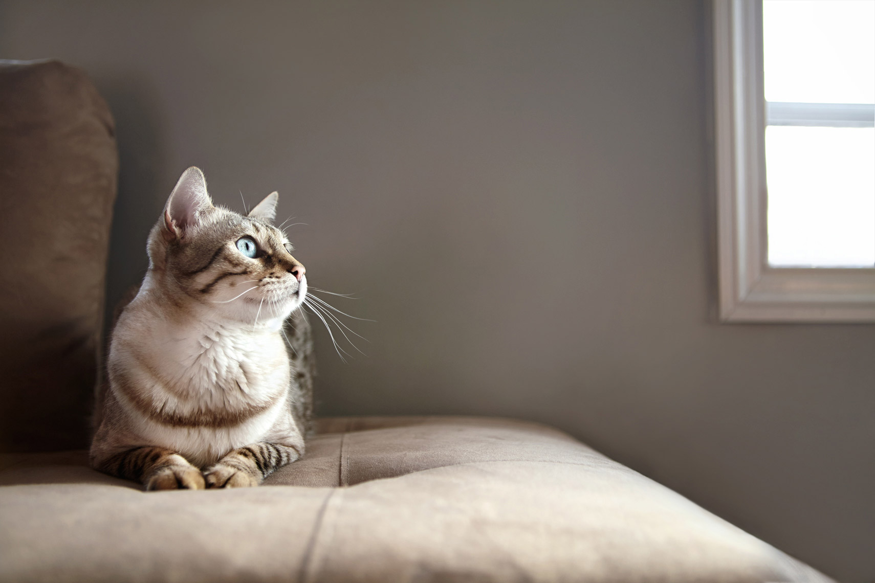 Animals_041_Shaina_Fishman_201120
