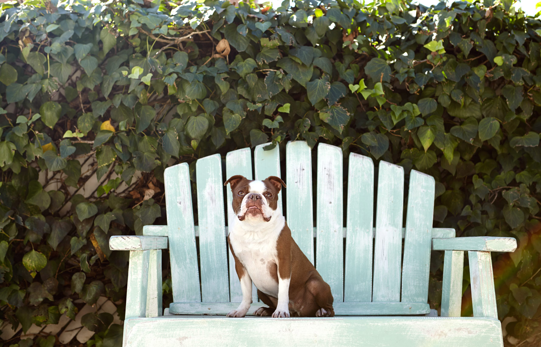 Animals_050_Shaina_Fishman_201120