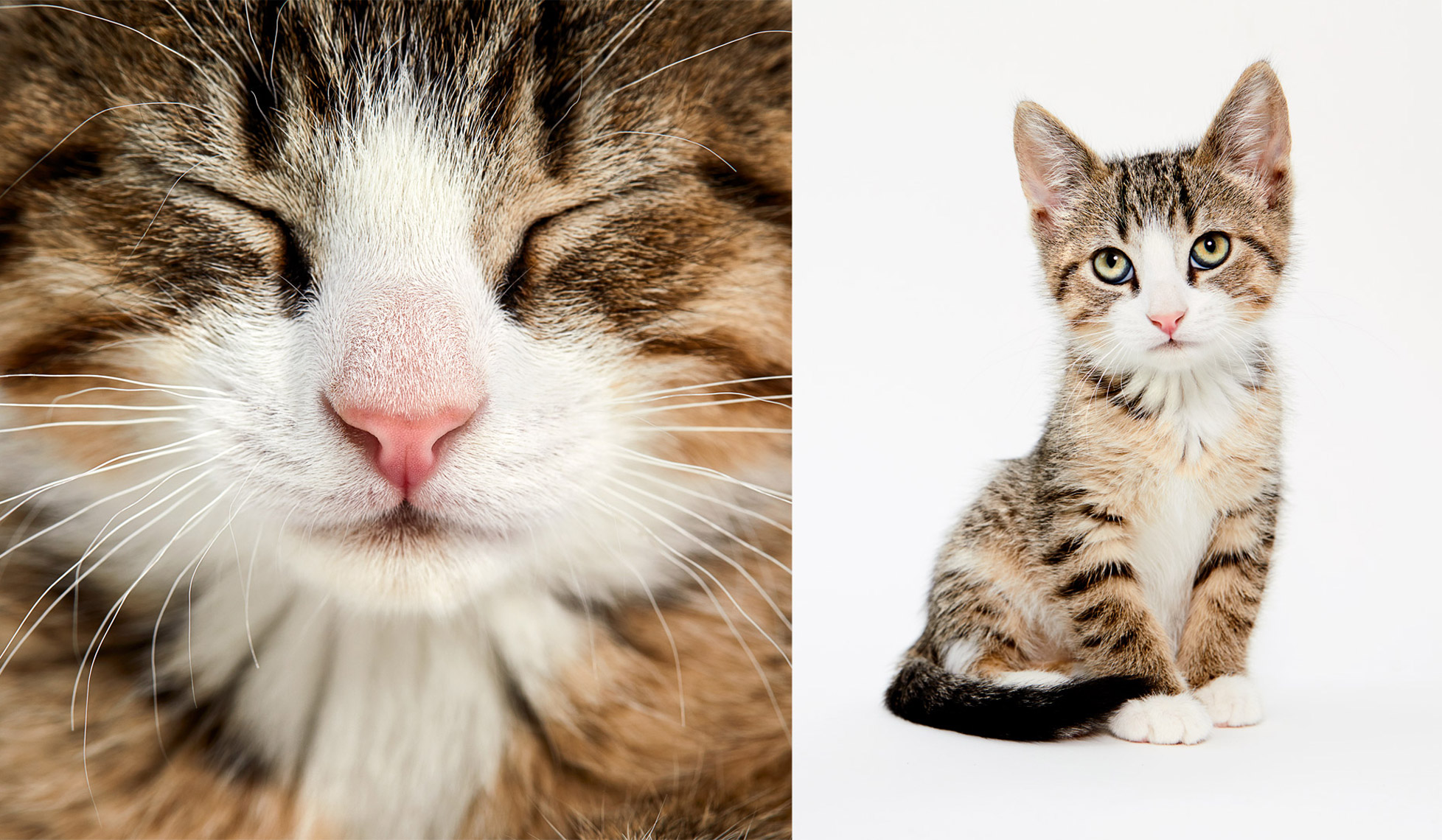 Animals_113_Shaina_Fishman_201120