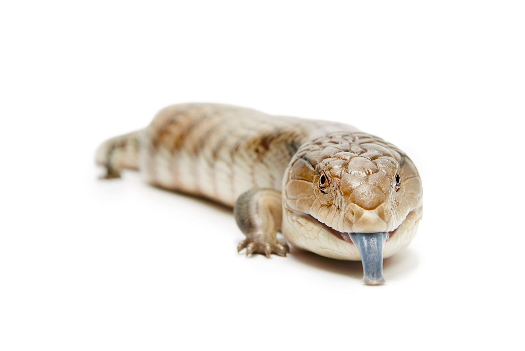 Animals_115_Shaina_Fishman_201120