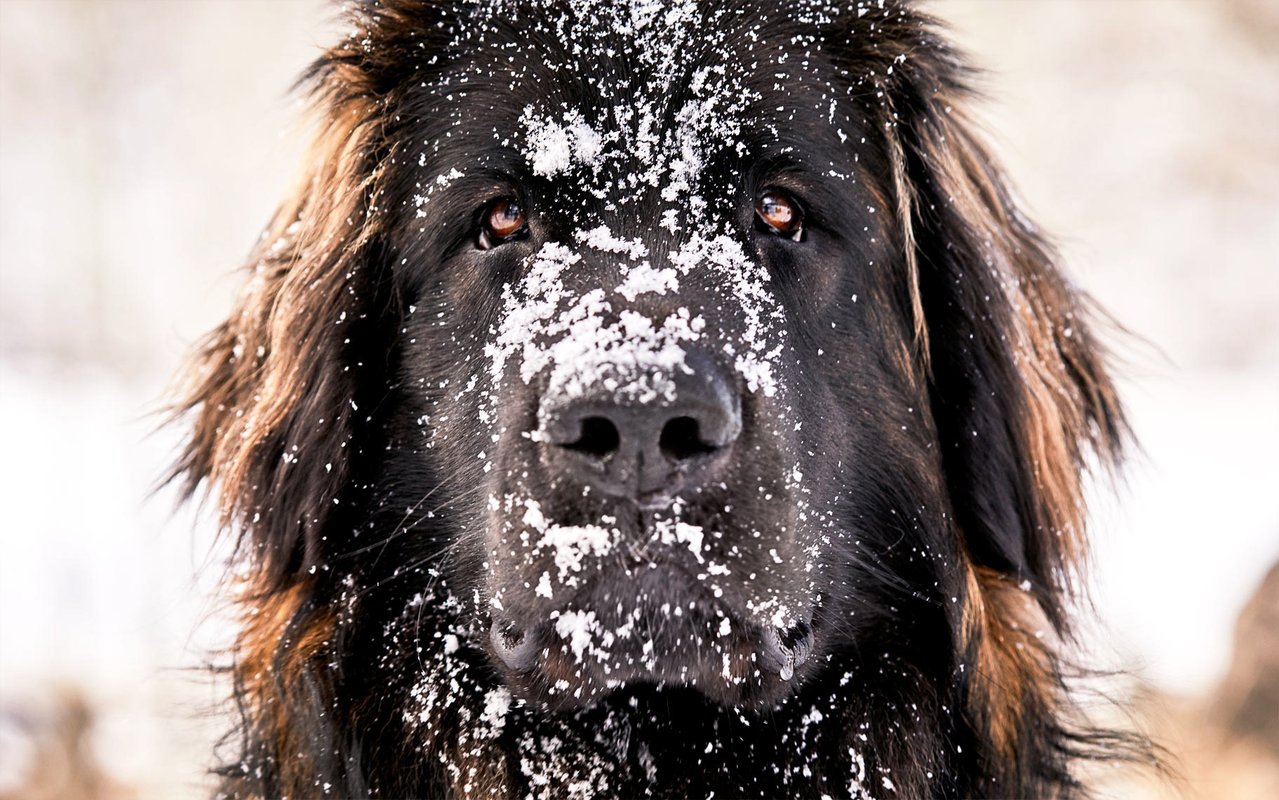 Animals_136_Shaina_Fishman_201120