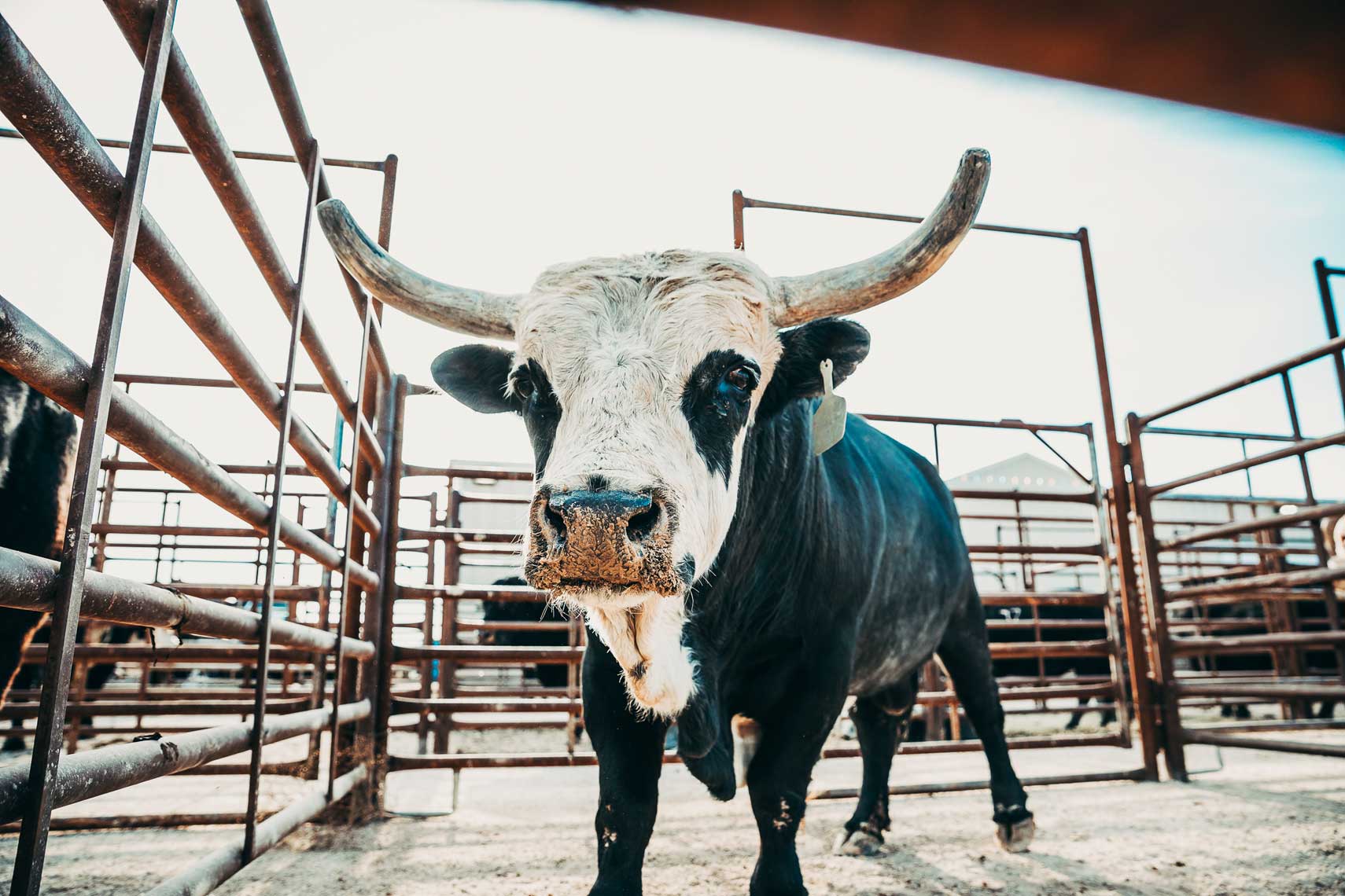 Bull_Riding_04_Nate_Luke_180816